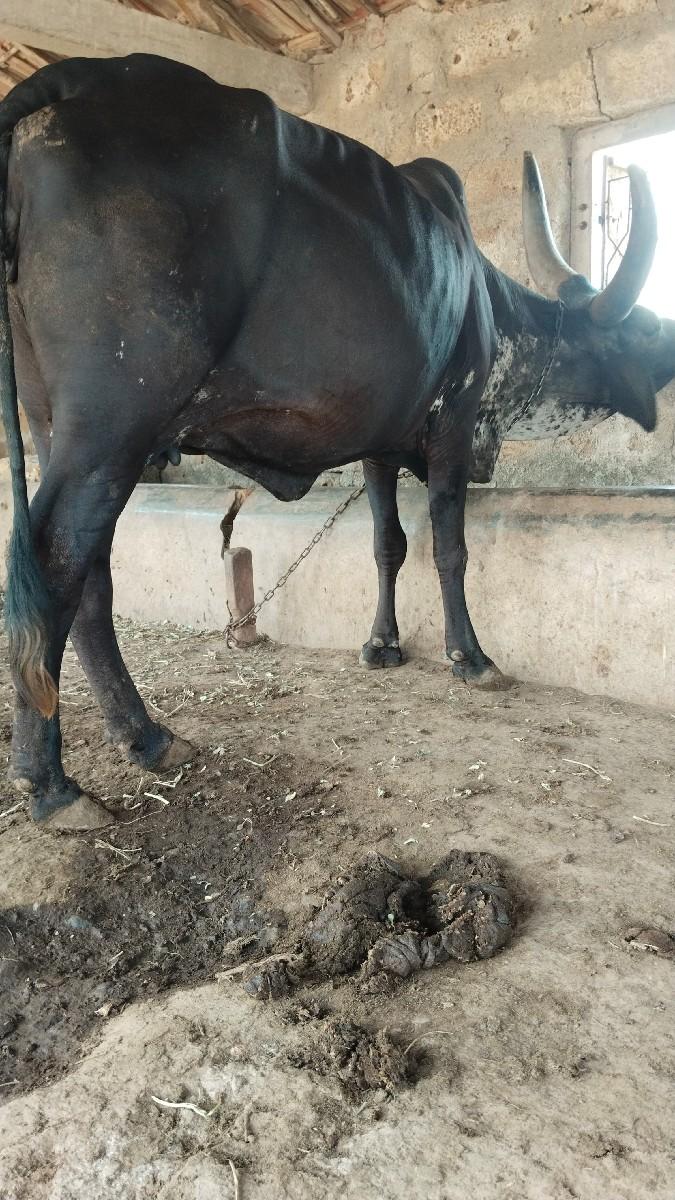 કાકરેજ ગાય વેચવાની છે.