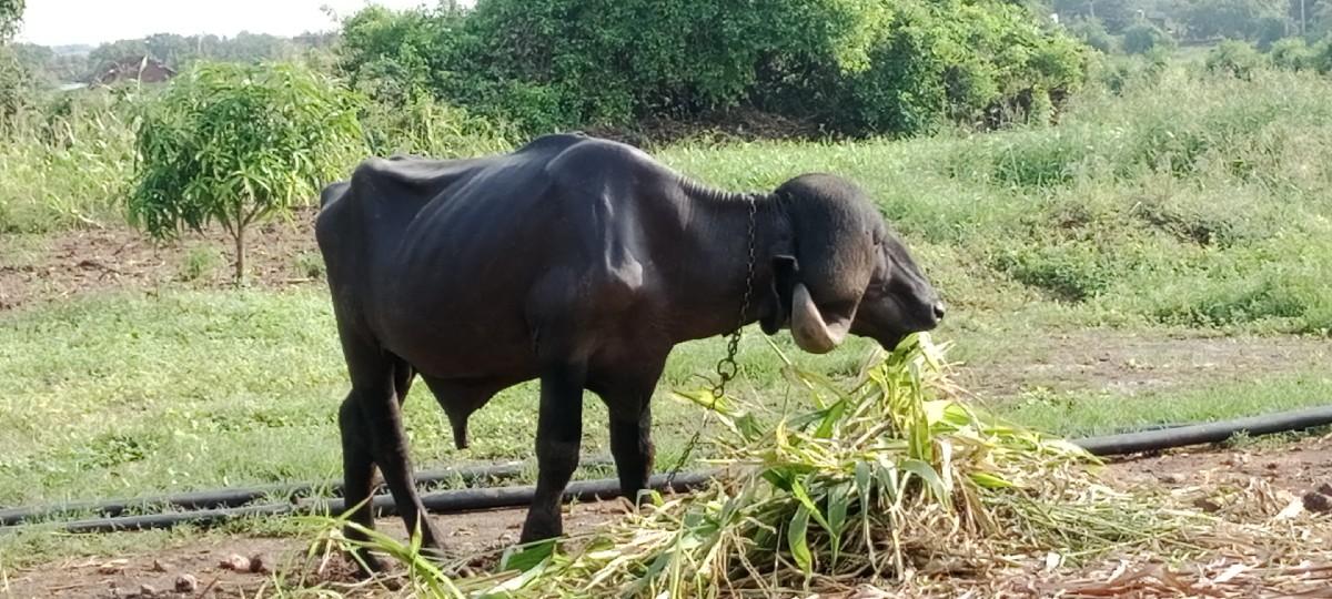 પાડો વેસવાનો સે