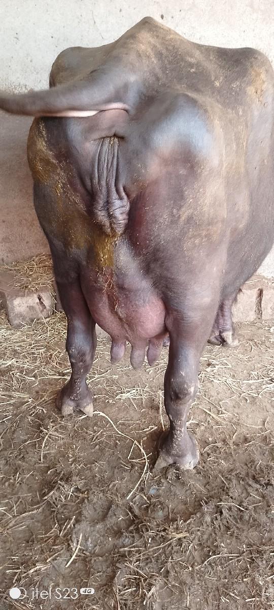 થંબનેલ 2