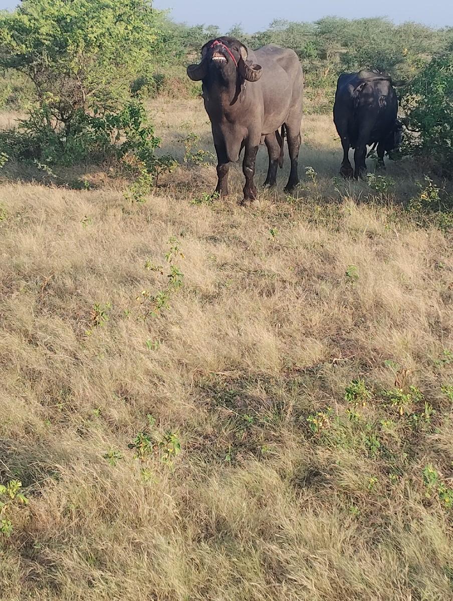 પાડો વેચવા નો છે સસાટા પણ પાળવા