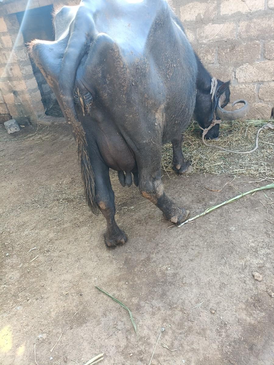 થંબનેલ 3