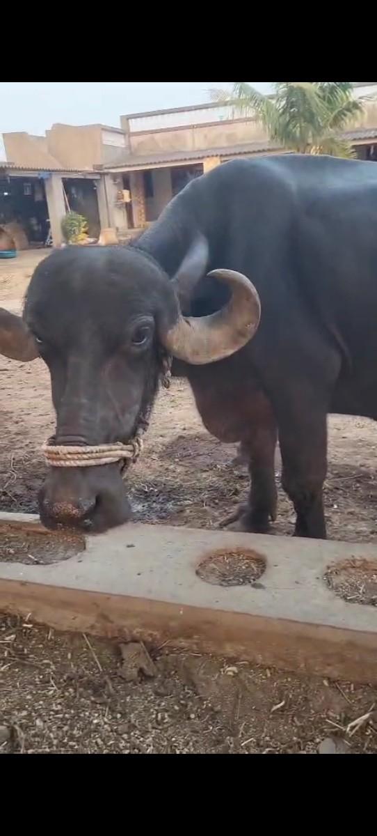 ભેંસ વેચવાની છે