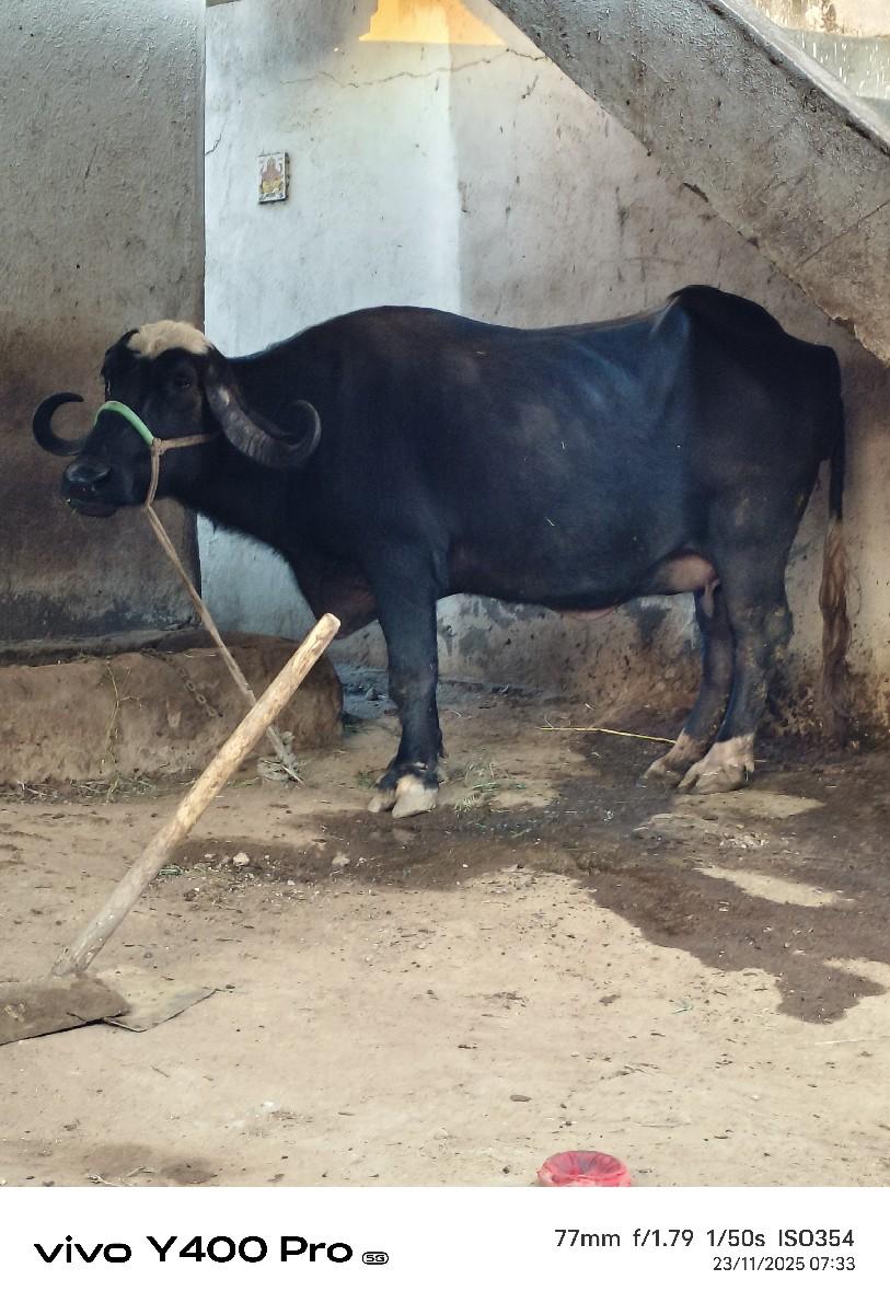 ભેંસ વેચવાની છે