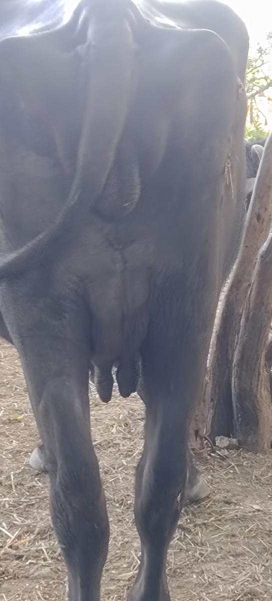 થંબનેલ 2