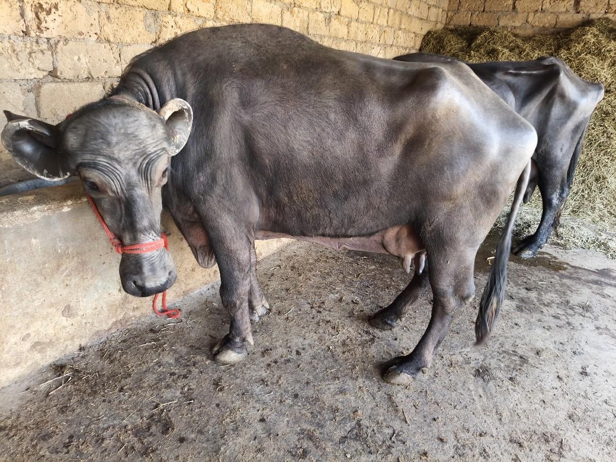 थंबनेल 5