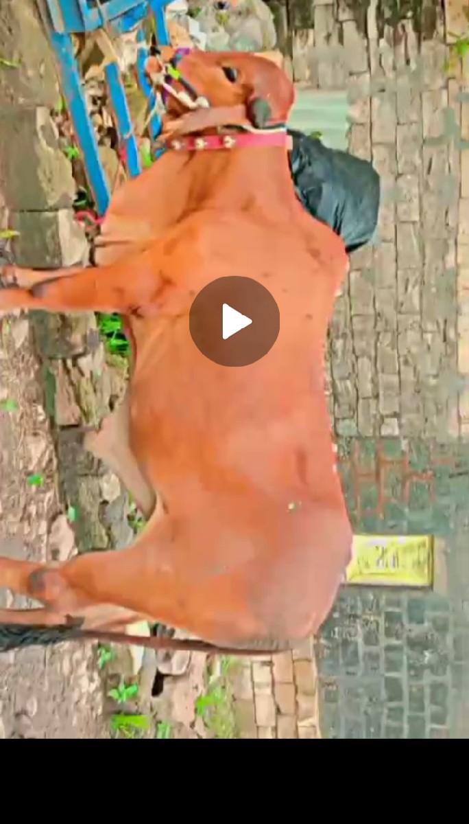 વેચવાનો છે