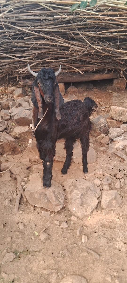 થંબનેલ 3