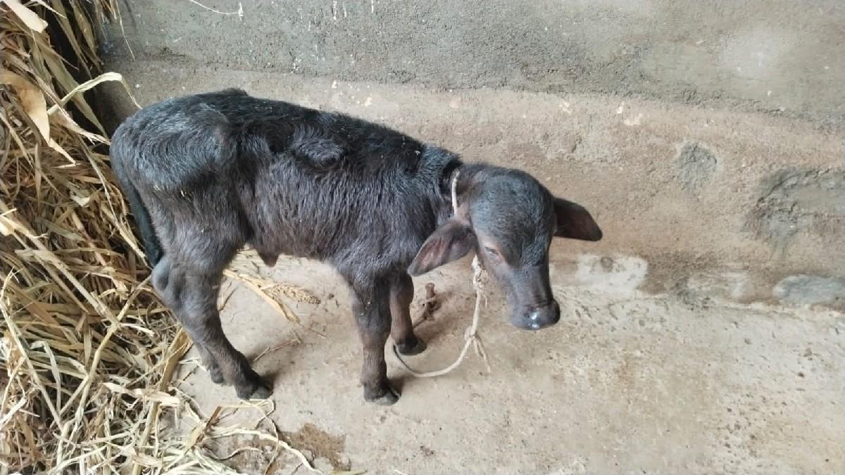 પેલા વેતર ની ખડાઈ વેચવા ની છે