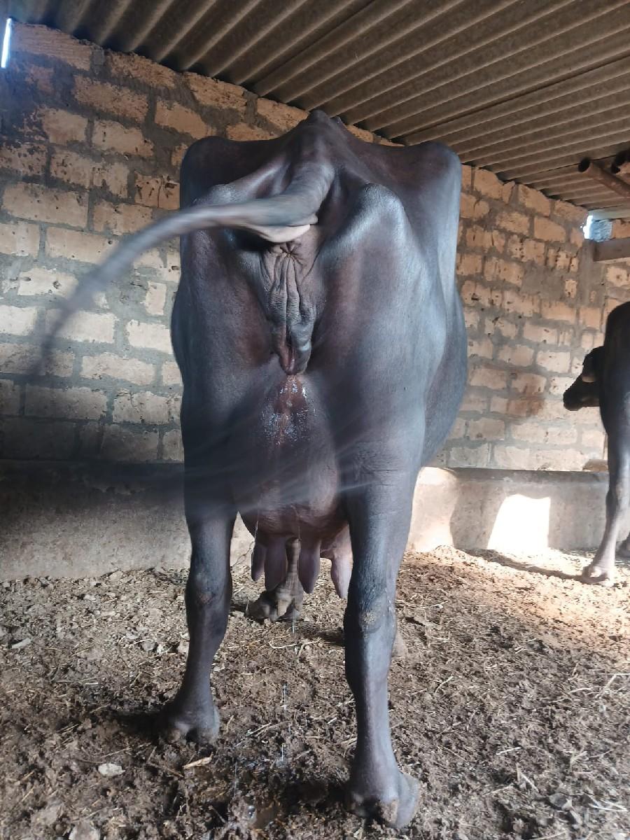 થંબનેલ 2