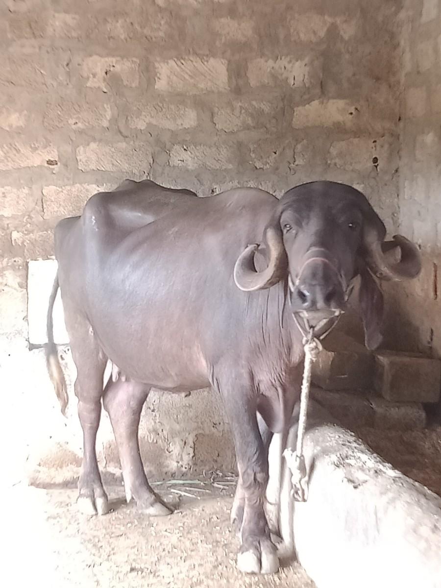 થંબનેલ 2