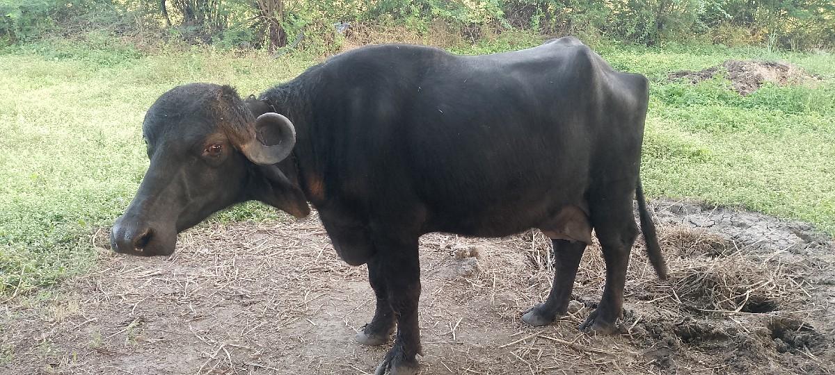 બીજા વેતરની ભેંસ વેચવાની છે