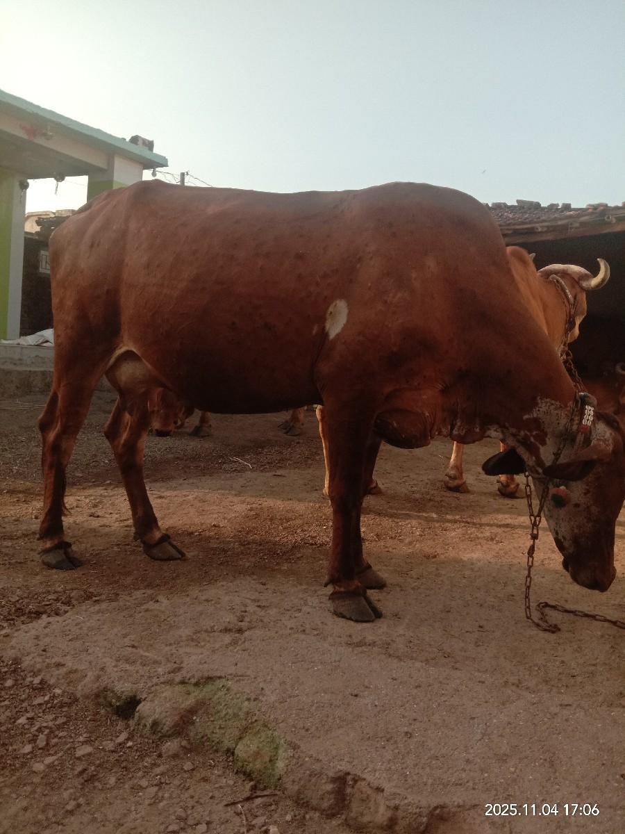 ગાય વેશવાની છે