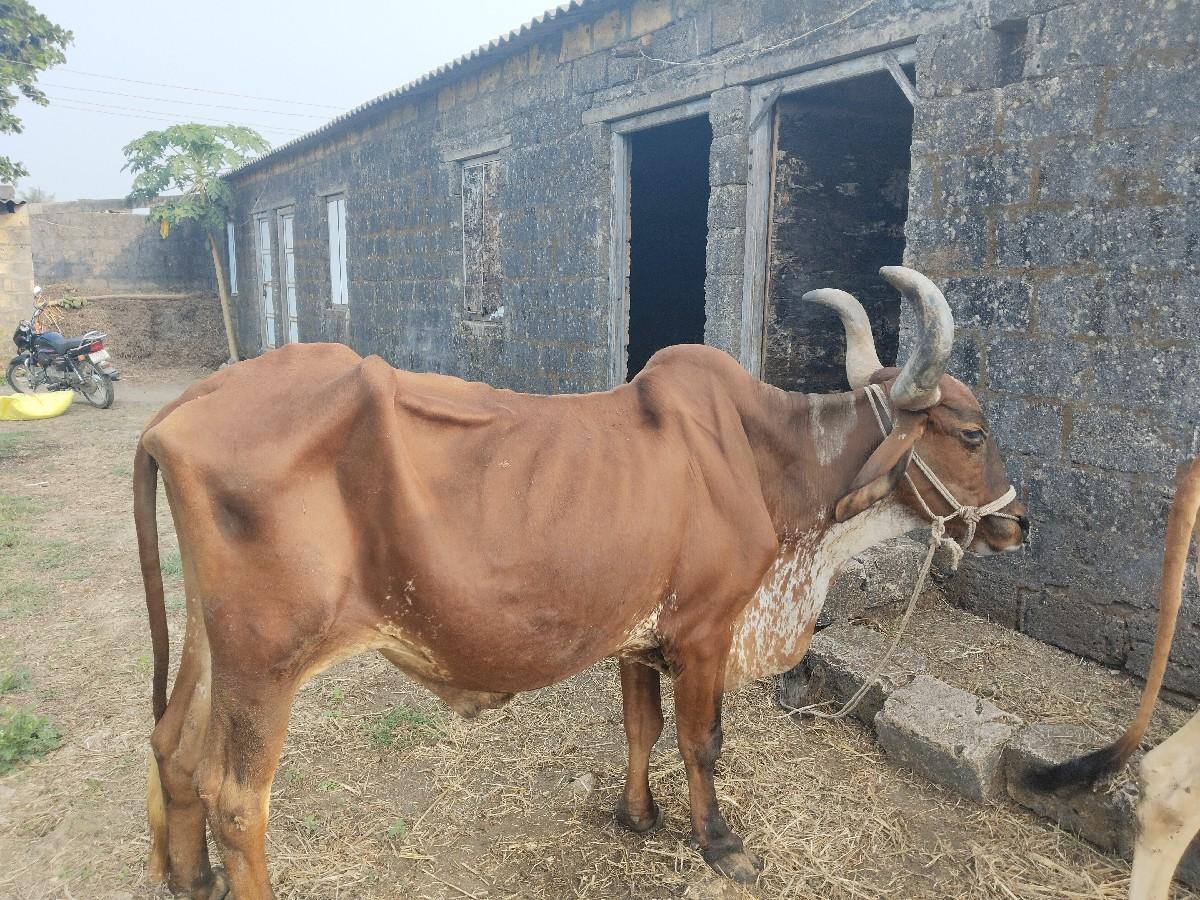 थंबनेल 3