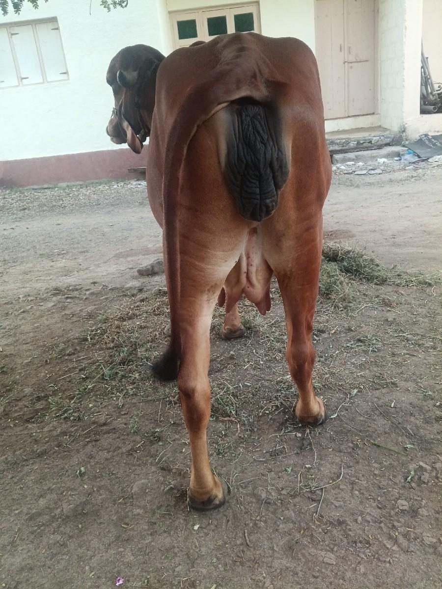 થંબનેલ 3