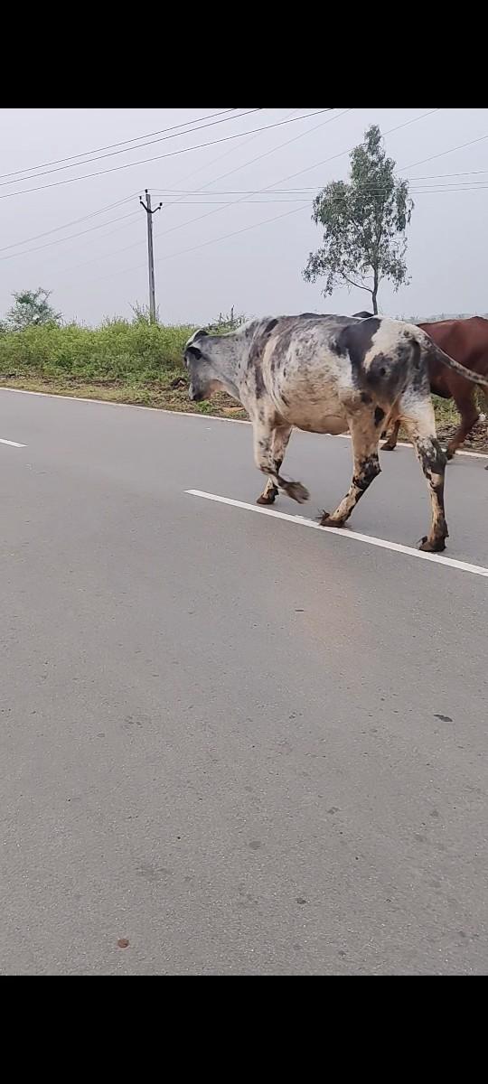 sf ગાય વેચવાની છે
