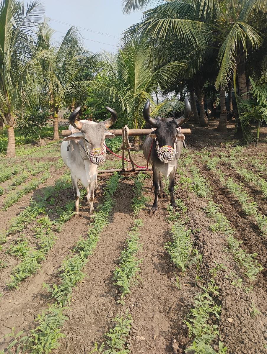 थंबनेल 3