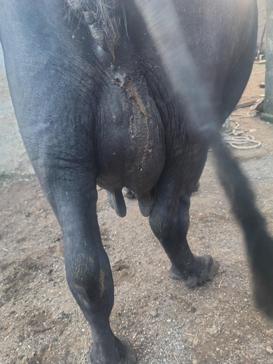 ભેંસ વેચવાની છે