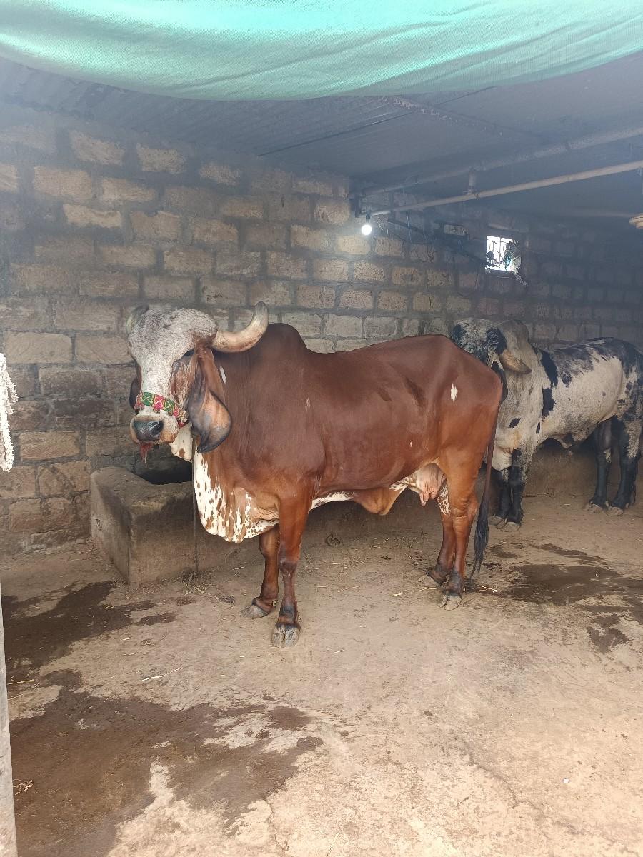 યોરીજલ ગીર ગાય વેચવાની સે