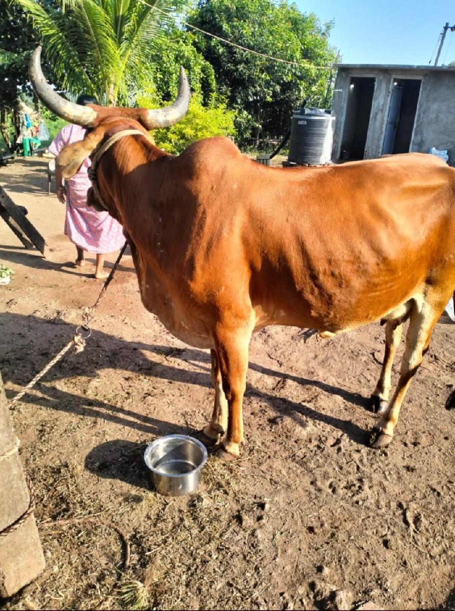 ગાય વેચવા નીછે