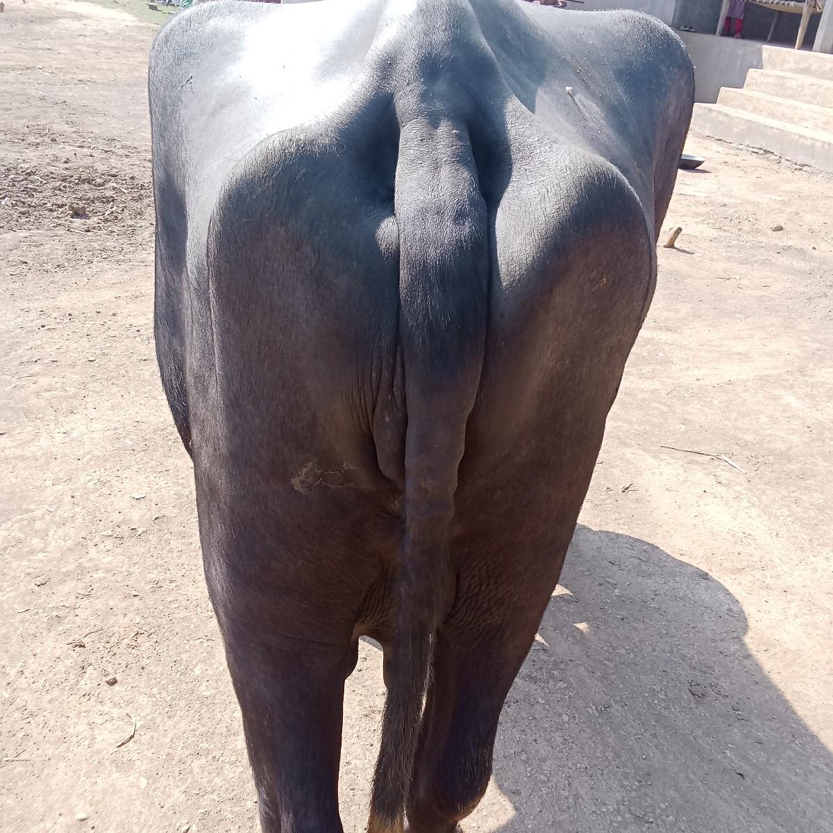 થંબનેલ 2