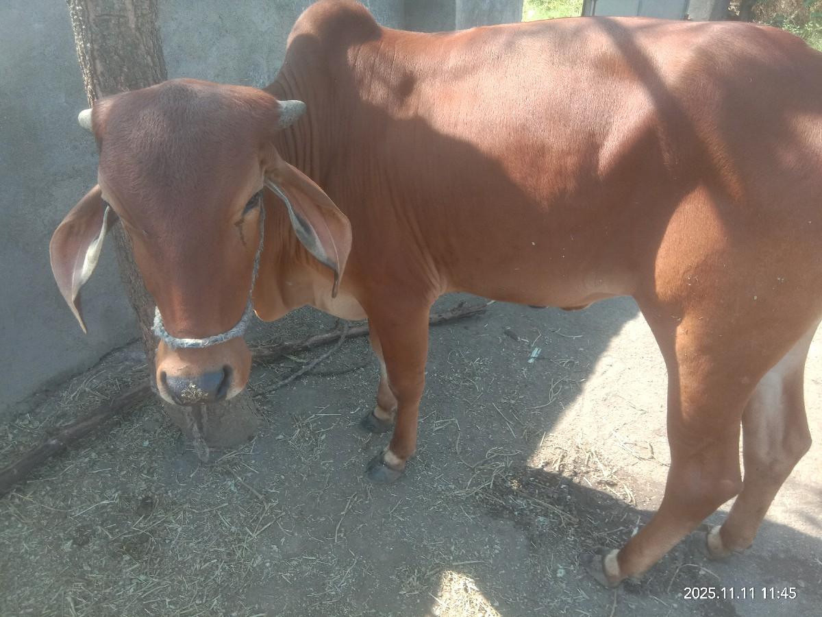 એ ઓળખી વેચવાની છે મહી નદી થઈ ગયો છ