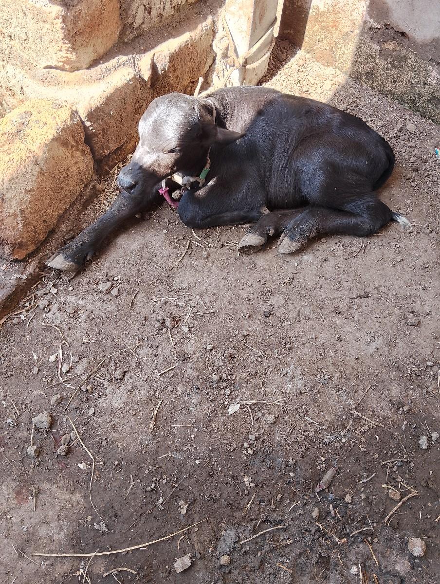 થંબનેલ 2