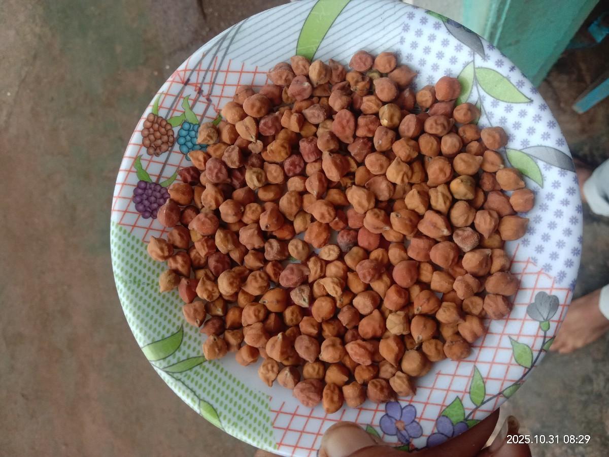 વેચવા ચણા  નં 3