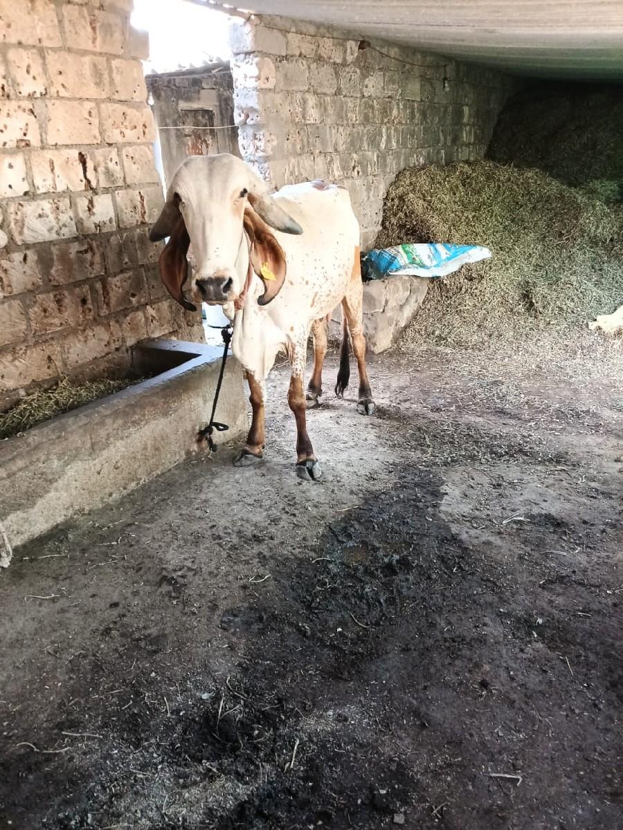 થંબનેલ 2