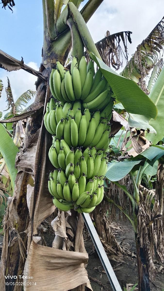 જમીન ઉપર થી વાવા આપવાની સે