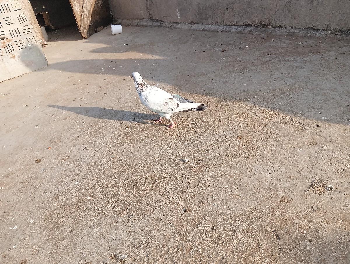 થંબનેલ 2