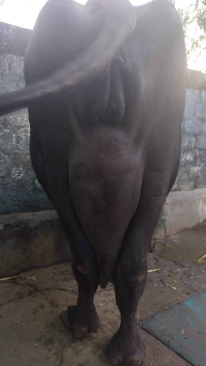 થંબનેલ 3