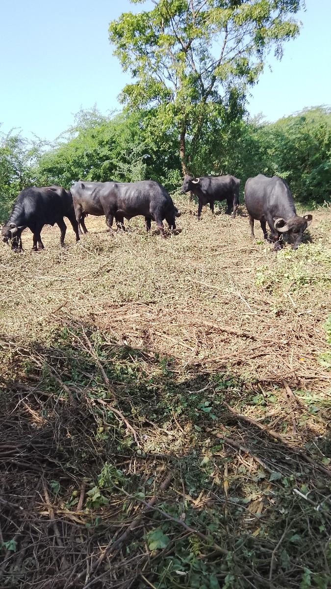 ભેસ વેચવાની છે