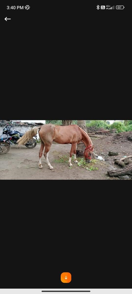 ઘોડી વેચવાની છે એક આંખમાં કેરી છે