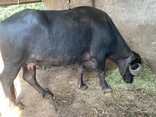 થંબનેલ 2