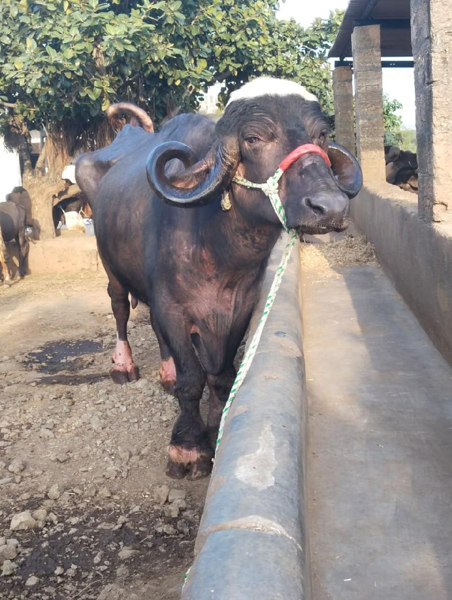 આ જાફરાબાદી