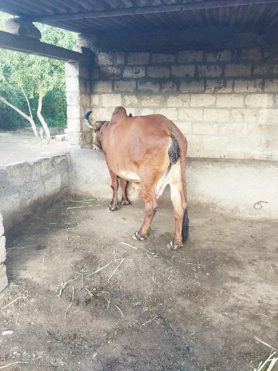 ગાય વેચવાની છે