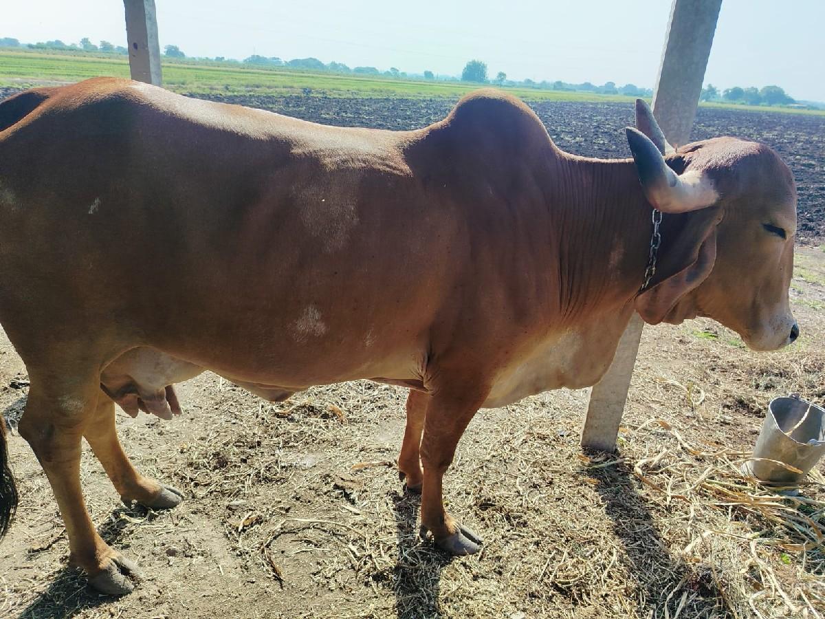 થંબનેલ 3