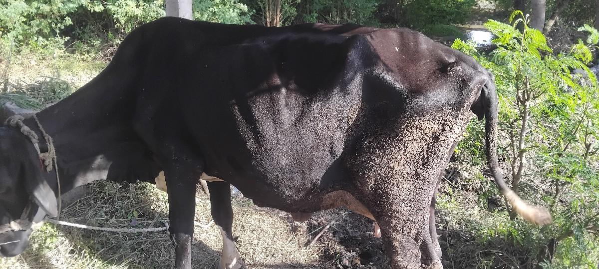 થંબનેલ 2