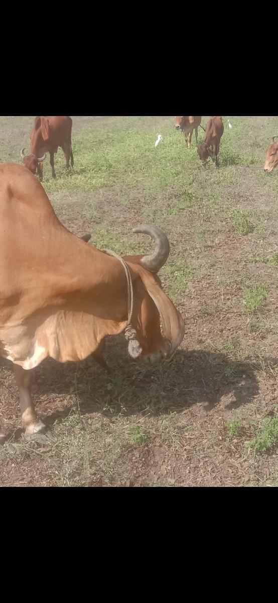 ગાય  વેતર ઉપર 3જુ વેતર