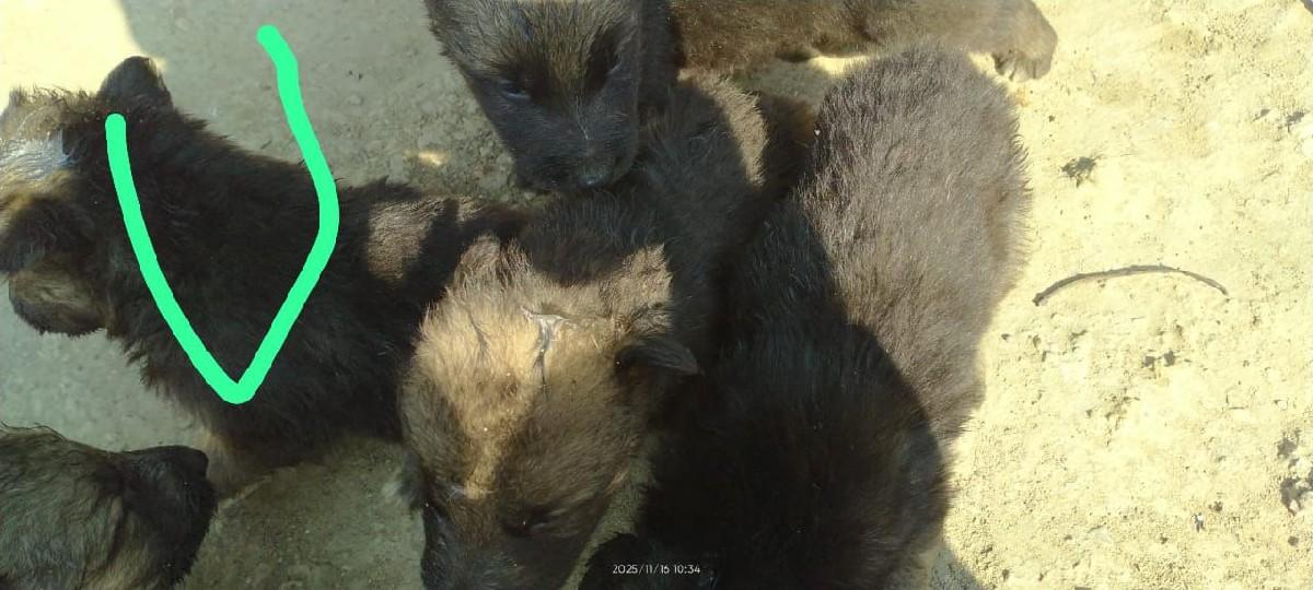 જર્મન શેફર્ડ ગલૂડિયાં
+916352995934