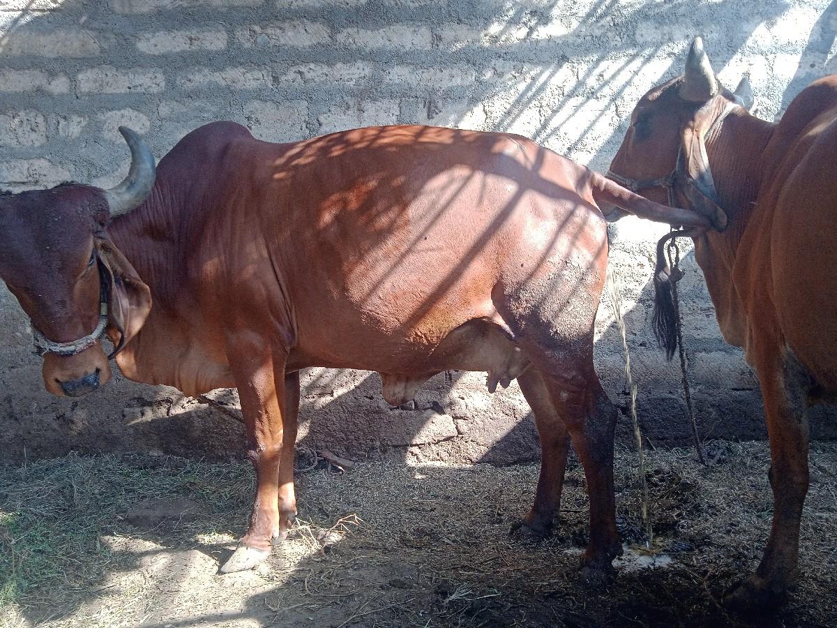 થંબનેલ 3