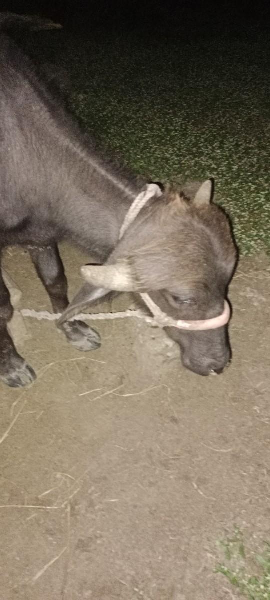 થંબનેલ 2