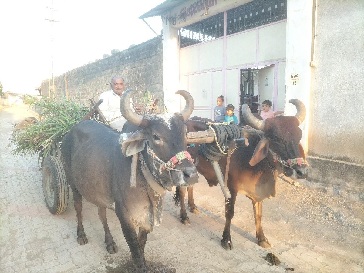 2 બળદ વેચવા નાં છે