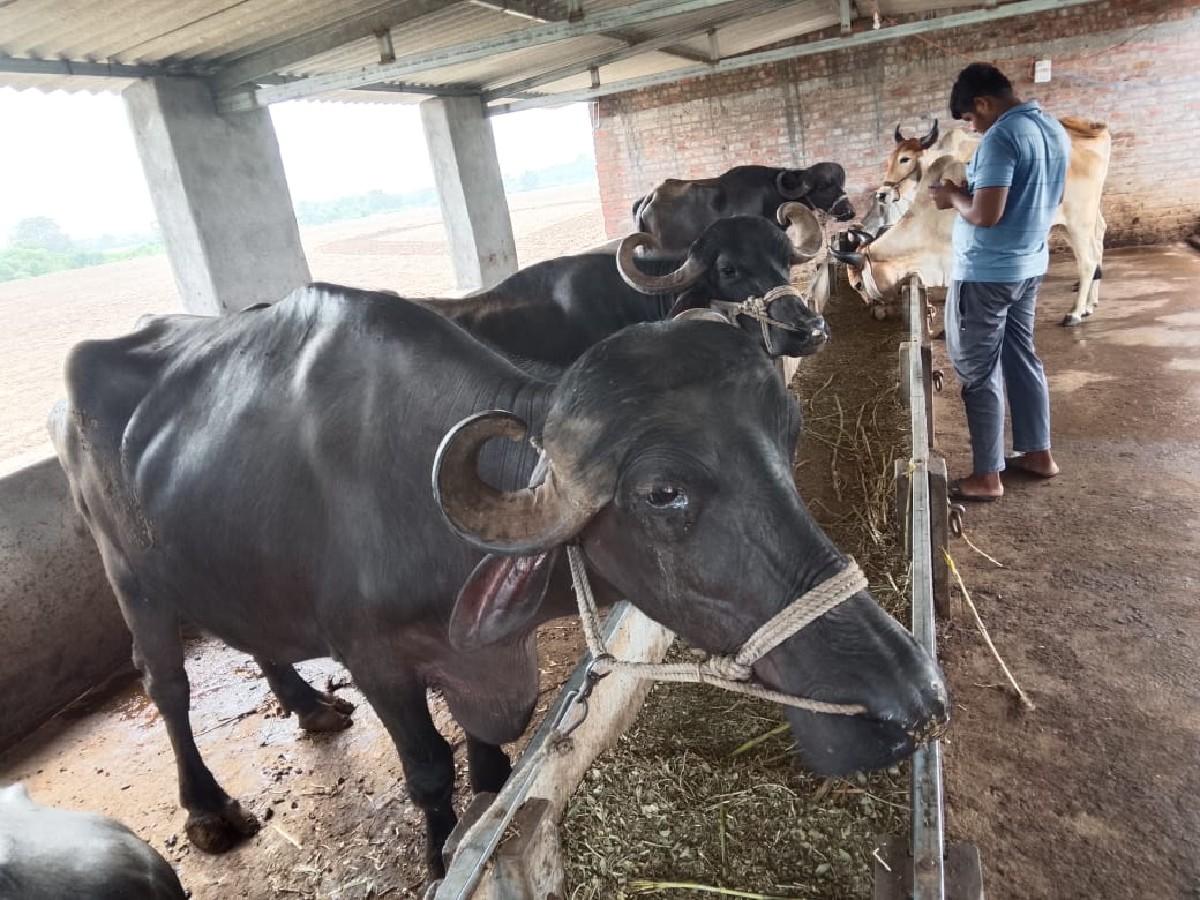 થંબનેલ 3