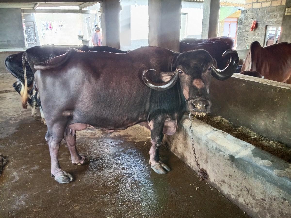 થંબનેલ 2