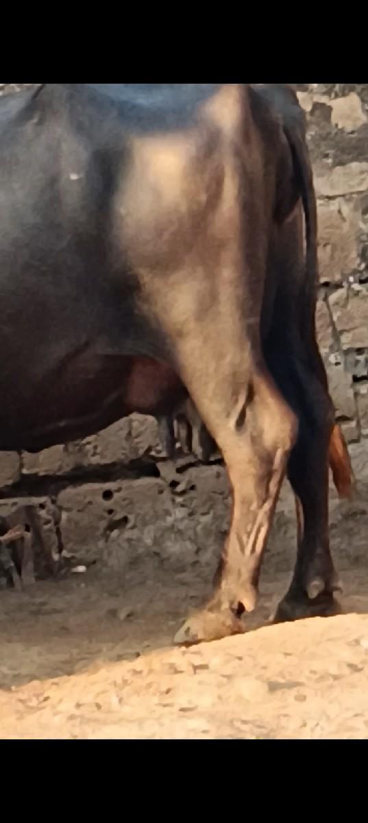 થંબનેલ 2