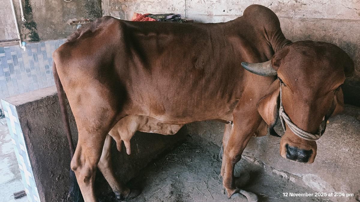 થંબનેલ 2