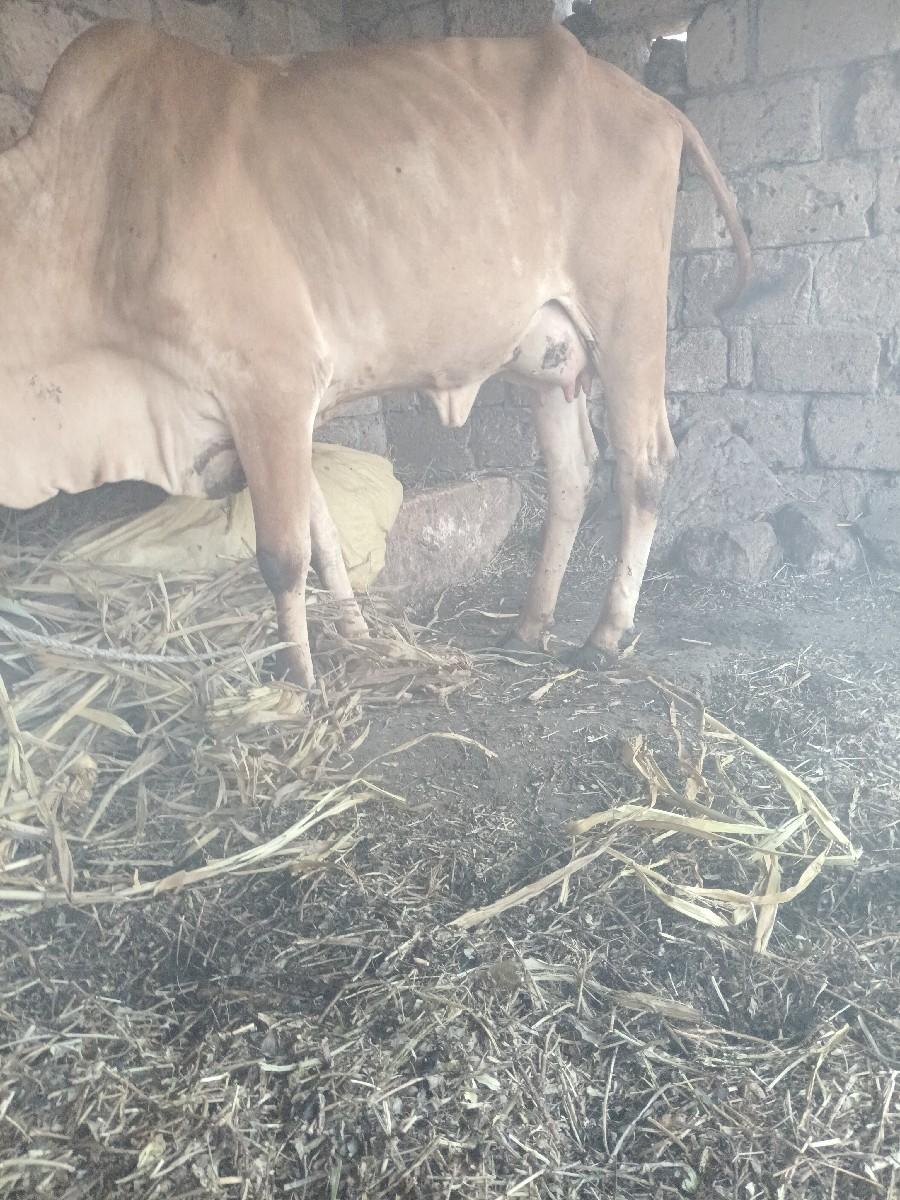 થંબનેલ 3