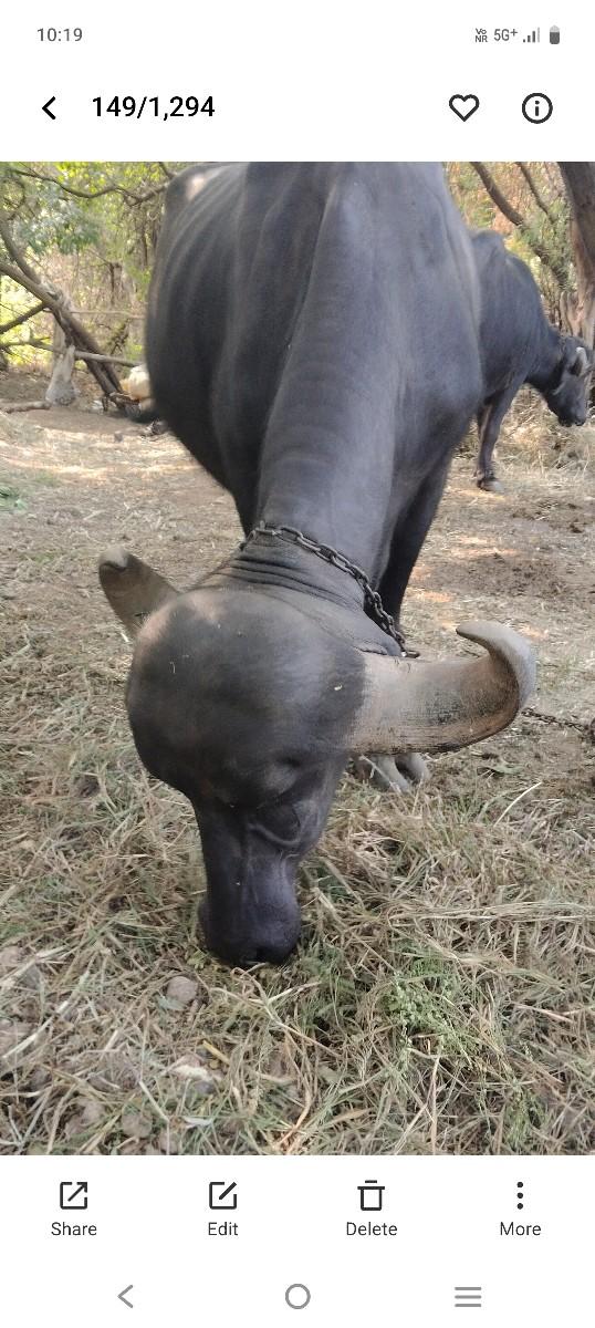 jafrabadi Kareli bechwani hai