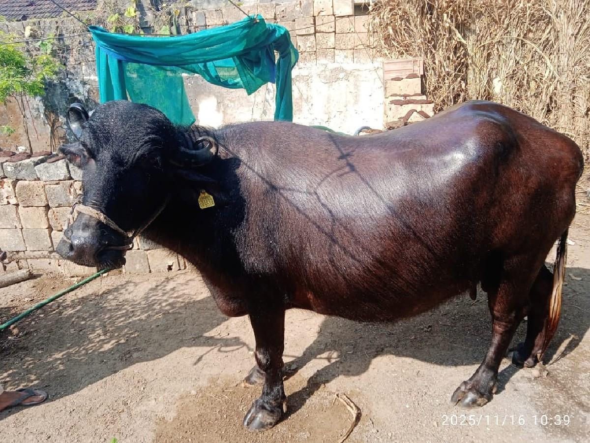 થંબનેલ 2